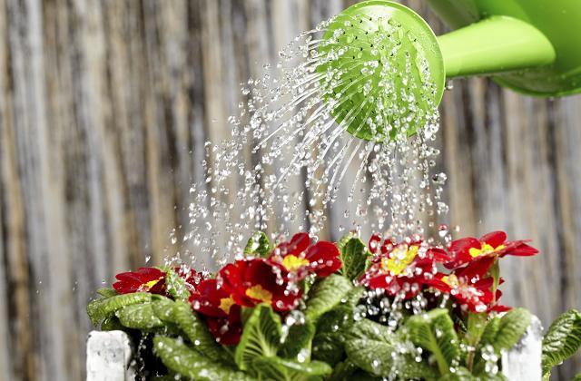 Para molhar suas plantas em seu jardim