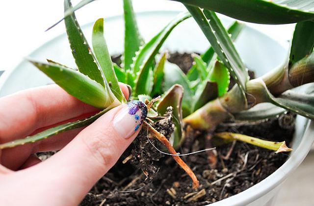 Muitos benefícios que têm sido observados