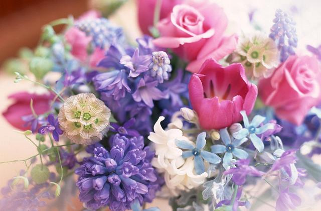 Plantas de apartamento bonitas e fáceis de cuidar