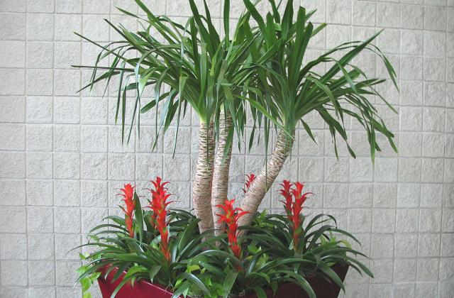 Tronco da felicidade