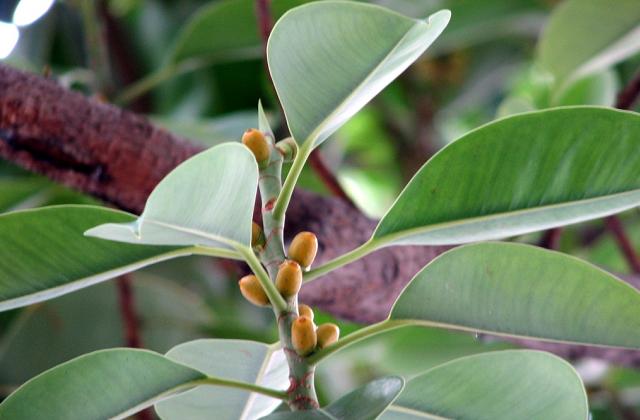 Ficus de apartamento