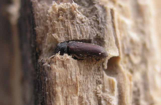 eliminar os cupins da madeira