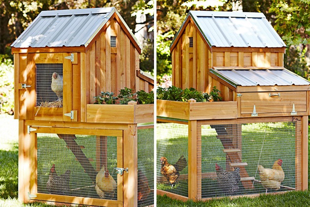 montar um pequeno galinheiro em seu quintal