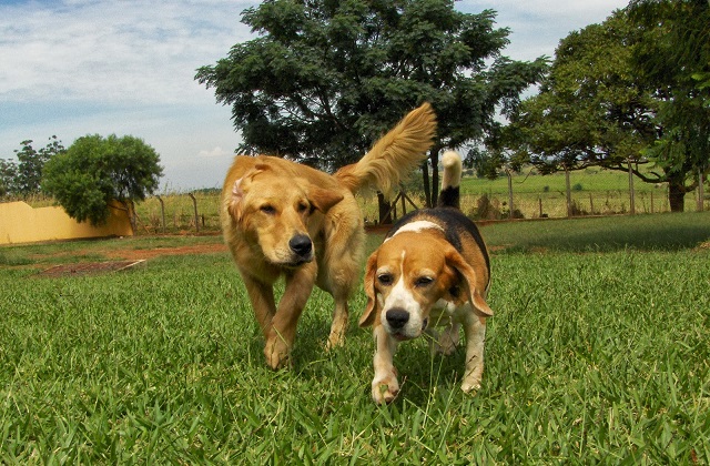 cão tranquilo e feliz