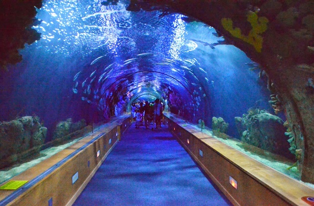 Lugares para sonhar: Os mais belos parques marinhos do mundo