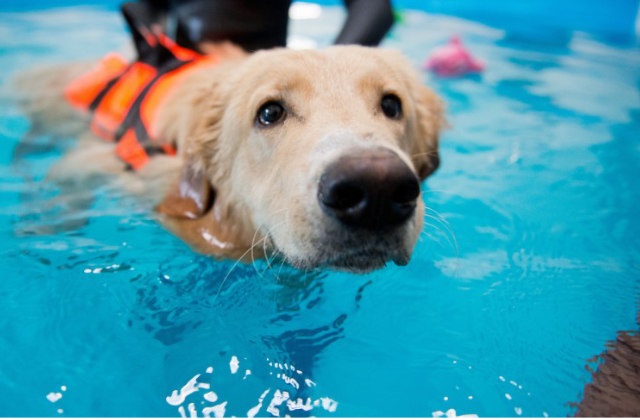 atividades físicas que você praticar com seu cachorro