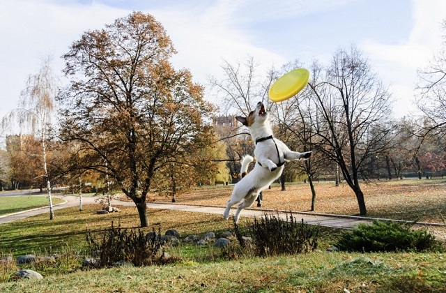 esportes na companhia de seu cão