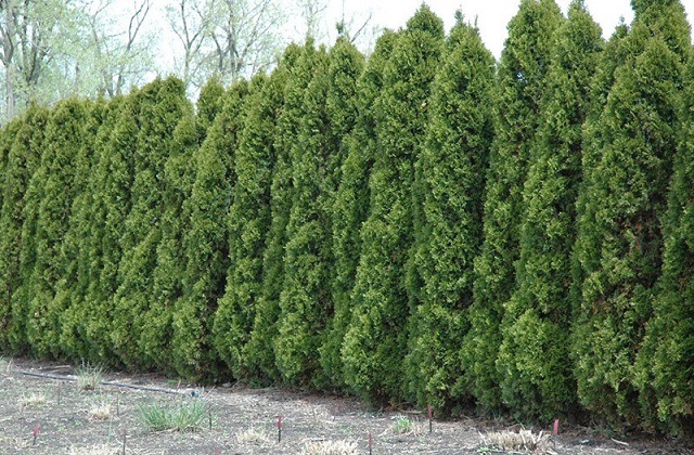 Cerca Viva: saiba como escolher