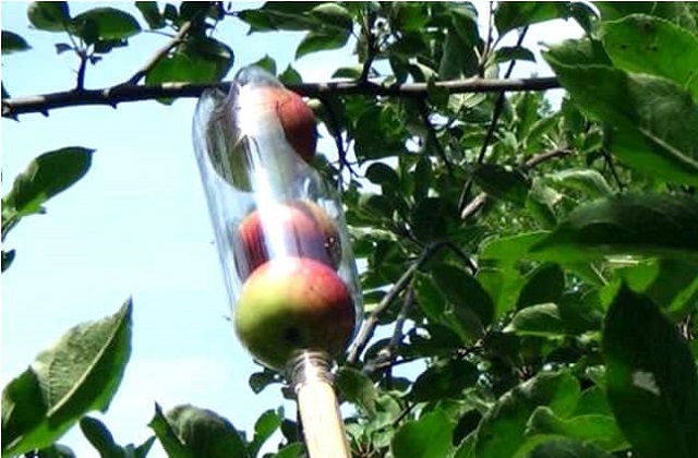 Reciclagem criativa: um recolhedor de frutas feito de uma garrafa de plástico