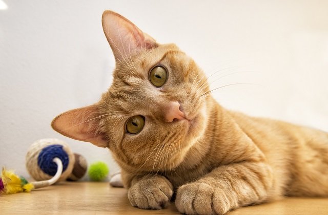 Elimine o cheiro de xixi de gato