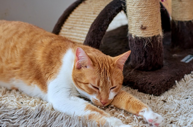 Limão e bicarbonato: dois aliados poderosos contra pulgas em gatos