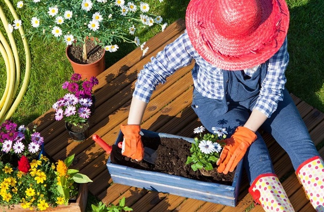 Evitar plantas venenosas em casa e no jardim: um guia essencial
