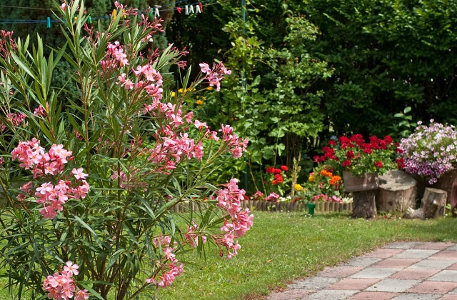Reconhecer plantas venenosas